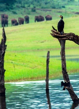 THekkady