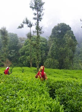 Wayanad